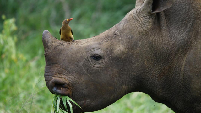  Seekor pelatuk paruh merah sedang bertengger di cula badak hitam Afrika. Foto: Thanda Safari/Kyle Grobler