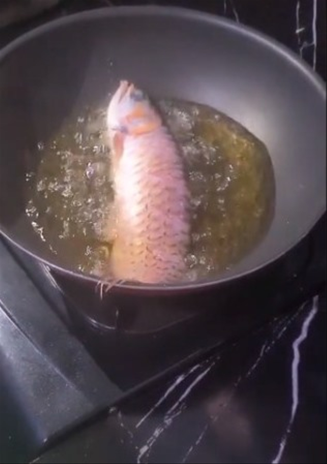 Viral ikan arwana peliharaan suami digoreng istri. (Foto: TikTok/@miakurniawan01)