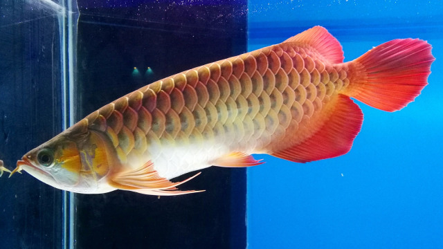 Istri Bosan Dengar Janji, Ikan Arwana Kesayangan Suami Berakhir di Penggorengan (88977)