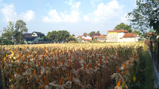 Petani jagung di Kabupaten Majalengka, Jawa Barat, menolak wacana impor jagung oleh pemerintah pusat. (Erick)