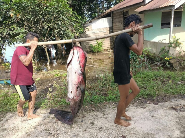 Warga memikul ikan tapah hasil tangkapan jermal warga Sintang. Beratnya mencapai 55 kilogram. Foto: Dokumen Endi