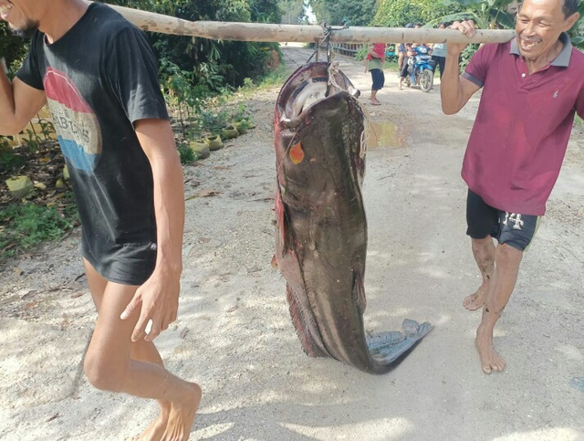 Warga memikul ikan tapah seberat 55 kg. Foto: Dok Endi Ardania