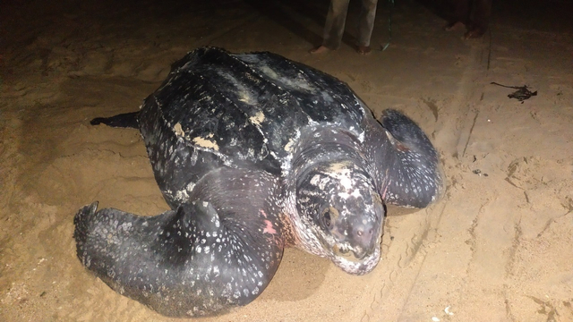 Penyu belimbing di Pantai Sungai Belacan, Kecamatan Paloh, Kabupaten Sambas Kalimantan Barat. Foto: Dok. BPSPL Pontianak