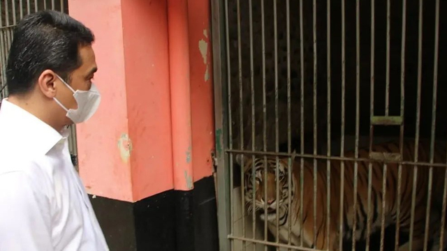 Wakil Gubernur DKI Jakarta Riza Patria meninjau hewan yang sempat terkena COVID-19 di Taman Margasatwa Ragunan (TMR), Jakarta, Minggu (10/10). Foto: Instagram/@arizapatria