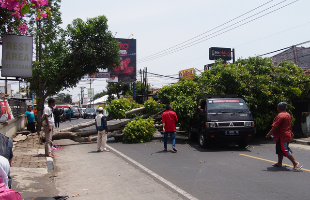 Sebuah pohon berukuran besar tumbang menimpai sebuah mobil pikap yang tengah melintas di Kabupaten Kuningan, Jawa Barat. (Andri)