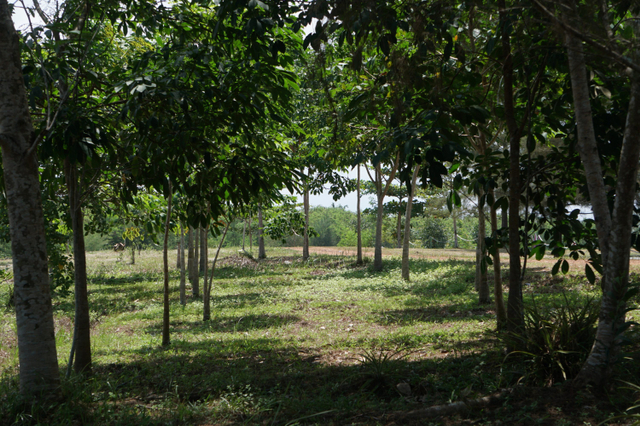 Melihat PT Timah Sulap Lahan Bekas Tambang Jadi Kampong Reklamasi Selinsing (13866)