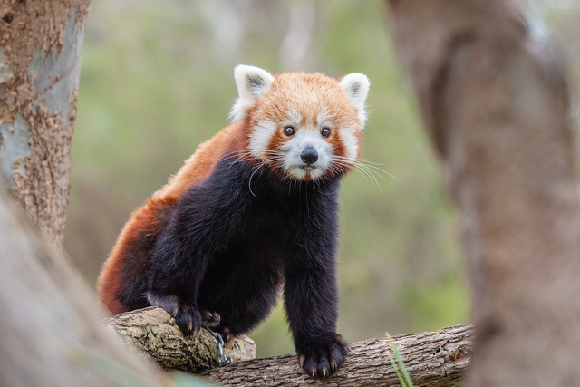 Panda merah. Gambar oleh pen_ash dari Pixabay
