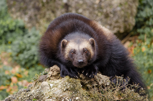 Wolverine. Gambar oleh Andrea Bohl dari Pixabay