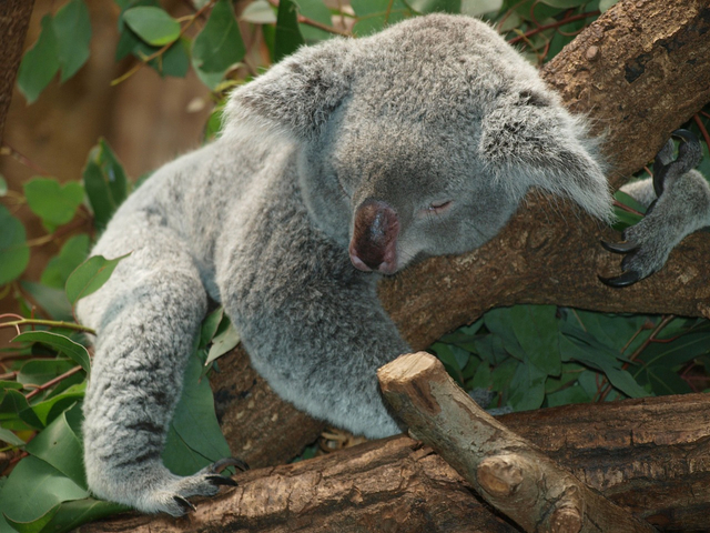 Koala. Gambar oleh PixelAnarchy dari Pixabay