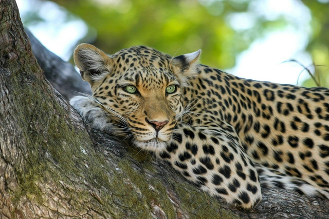 Macan tutul. Gambar oleh Michael Siebert dari Pixabay