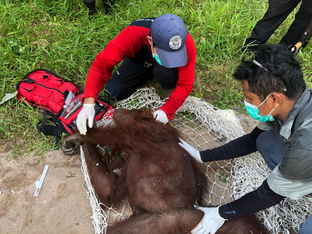 Cerita BKSDA Kalteng Selamatkan Induk Orang Utan dan Bayinya dari Kebun Warga (52241)