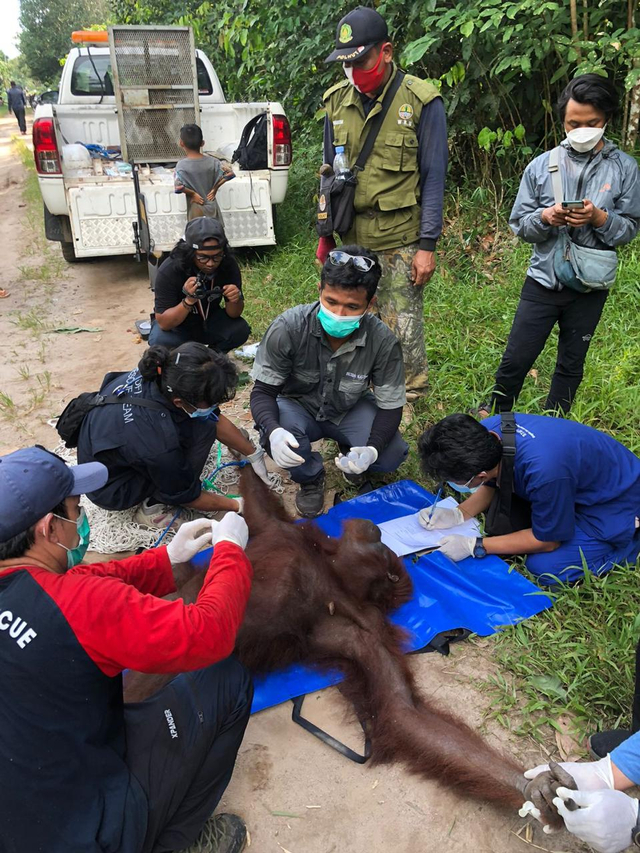 Cerita BKSDA Kalteng Selamatkan Induk Orang Utan dan Bayinya dari Kebun Warga (52242)