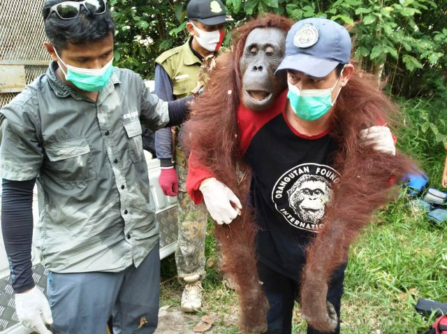 Tim rescue gabungan BKSDA Kalteng dan OFI, berhasil menyelamatkan Induk Orang Utan dan bayinya dari kebun warga di Desa Bapanggang, Kotawaringin Timur, Kalteng. Foto: Dok. BKSDA Kalteng