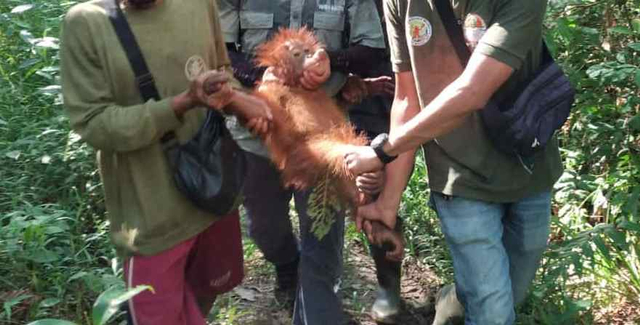 Cerita BKSDA Kalteng Selamatkan Induk Orang Utan dan Bayinya dari Kebun Warga (52240)