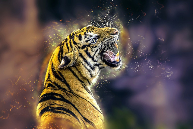 Ilustrasi Harimau, dok: pixabay