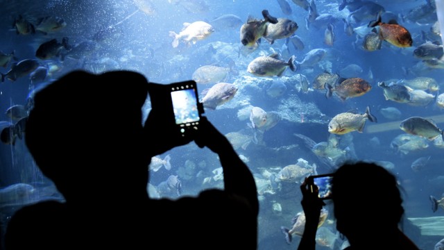 Pengunjung melihat koleksi ikan yang ada di SeaWorld, Ancol Taman Impian, Jakarta, Sabtu (19/3/2022). Foto: Jamal Ramadhan/kumparan