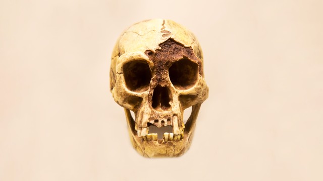 Tengkorak manusia hobbit Flores dengan rahang bawah (Homo floresiensis). Foto: Victor1153/Shutterstock
