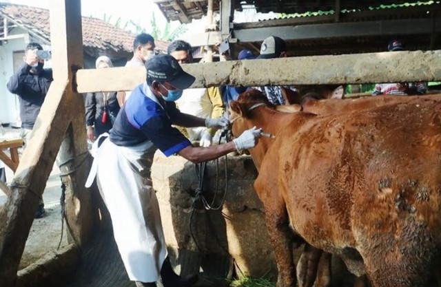 Pengobatan hewan ternak sapi di Kabupaten Gresik, akhir pekan lalu. Sumber foto: IG Khofifah Indar Parawansa