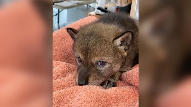 Dikira Anak Anjing, Keluarga Ini Ternyata Selamatkan Bayi Koyote (863)