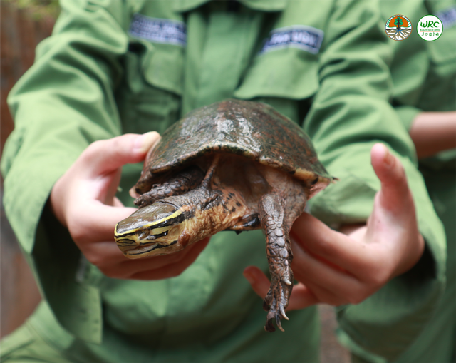 Yuk Dukung Terus Wildlife Rescue Centre (WRC) Jogja Selamatkan Satwa Liar/Dok: WRC Jogja