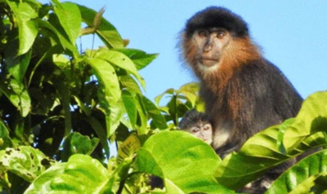 Ilmuwan Temukan Monyet Hibrida di Kalimantan, Kawin Silang Bekantan dan Lutung (896)