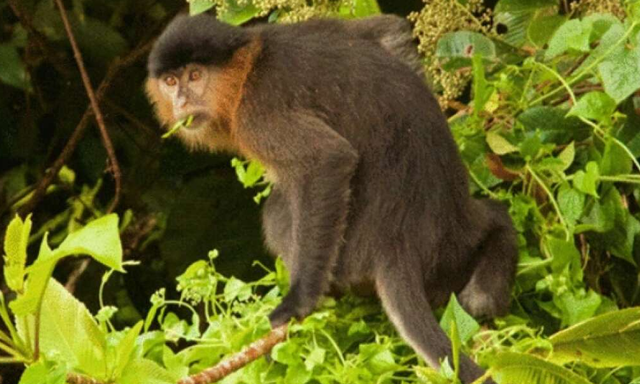 Ilmuwan Temukan Monyet Hibrida di Kalimantan, Kawin Silang Bekantan dan Lutung (895)
