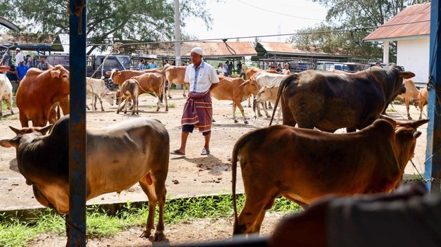 Ilustrasi sapi-sapi dijual untuk persiapan tradisi meugang jelang Ramadhan di pasar hewan Cot Iri, Krueng Barona Jaya, Aceh Besar, Sabtu (26/3/2022). Foto: Suparta/acehkini