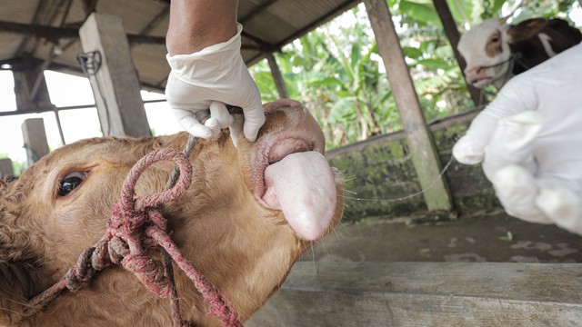 Petugas Pusat Kesehatan Hewan (Puskeswan) memeriksa kesehatan sapi yang terjangkit Penyakit Mulut dan Kuku (PMK) di salah satu peternakan sapi di Desa Sembung, Gresik, Jawa Timur, Selasa (10/5/2022). Foto: Rizal Hanafi/Antara Foto