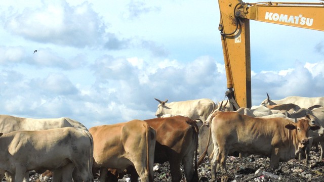 Penampakan peternakan sapi di Tempat Pemrosesan Akhir (TPA) Piyungan pada 2019 lalu. Foto: Widi Erha Pradana / Pandangan Jogja