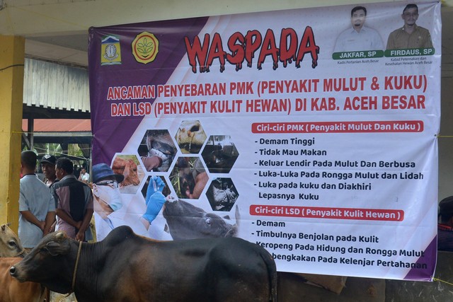 Petugas memasang spanduk sosialisasi ancaman penyebaran Penyakit Mulut dan Kuku (PMK) ternak sapi di pasar hewan Desa Sibreh, Kecamatan Sibreh, Kabupaten Aceh Besar, Aceh, Selasa (11/5/2022). Foto: Ampelsa/ANTARA FOTO