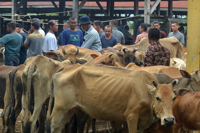 Kawanan ternak sapi yang terindikasi Penyakit Mulut dan Kuku (PMK) berkumpul untuk disuntik vaksin di pasar hewan Desa Sibreh, Kecamatan Sibreh, Kabupaten Aceh Besar, Aceh, Selasa (11/5/2022). Foto: Ampelsa/ANTARA FOTO
