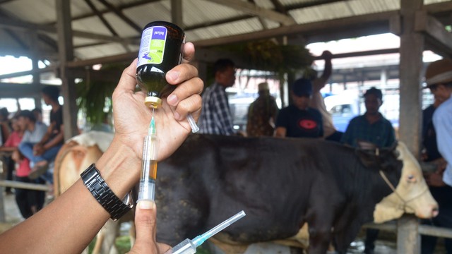 Dokter hewan bersiap memberikan suntikan vaksin kepada ternak sapi yang terindikasi Penyakit Mulut dan Kuku (PMK) di pasar hewan Desa Sibreh, Kecamatan Sibreh, Kabupaten Aceh Besar, Aceh, Selasa (11/5/2022). Foto: Ampelsa/ANTARA FOTO