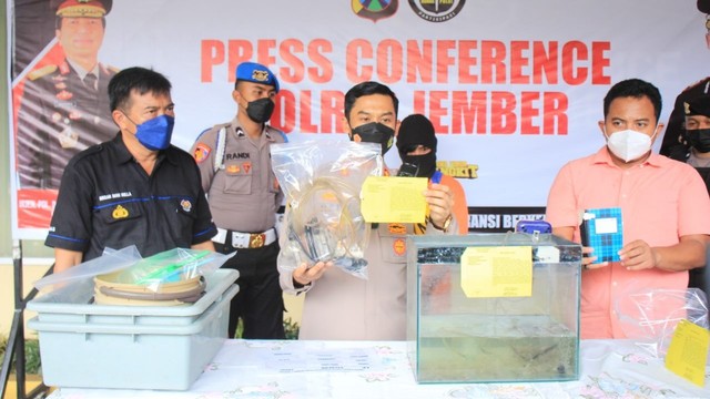 Jumpa pers penangkapan pelaku penyelundupan benih lobster atau benur di Polres Jember, Jawa Timur. Foto: Dok. Istimewa