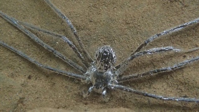 Laba-laba menyelam Trechalea extensa. Foto: Dok: Lindsey Swierk (DOI: 10.1111/eth.13281)
