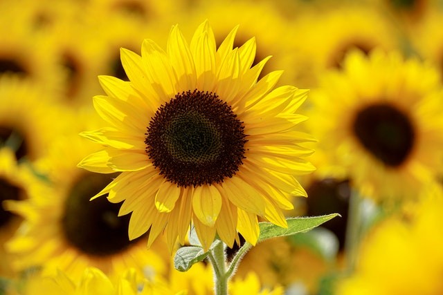 Sunflower Oil dan Beragam Manfaatnya untuk Kulit Wajah. Foto: pexels