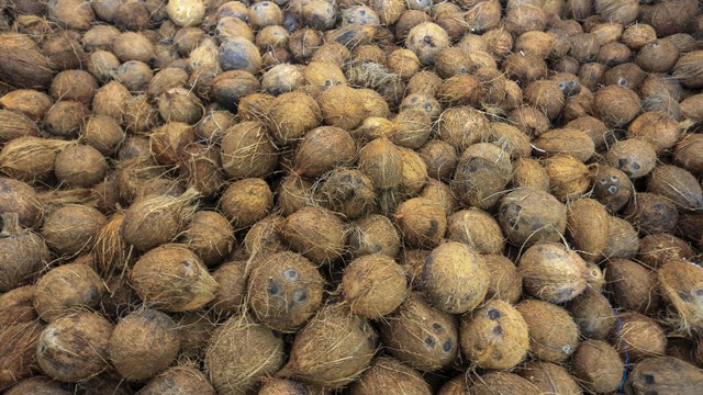 Tumpukan buah kelapa organik di gudang minyak kelapa murni PT Green Enterprises Indonesia di Desa Kota Batu, Simeulue Timur, Simeulue, Aceh. Foto: Syifa Yulinnas/ANTARA FOTO