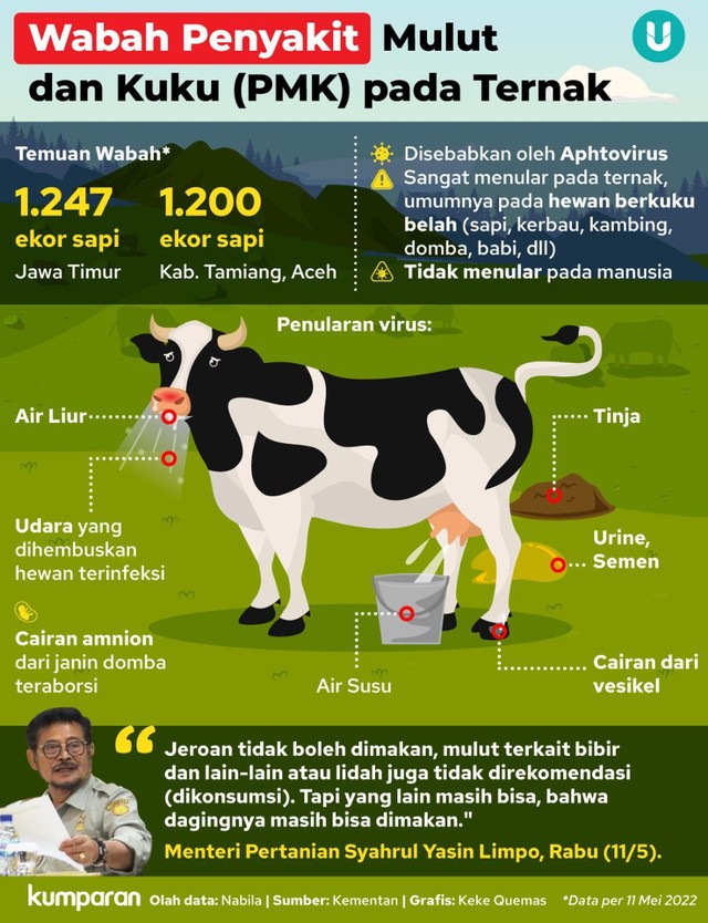 Infografik Wabah Penyakit Mulut dan Kuku (PMK) pada Ternak. Foto: kumparan.