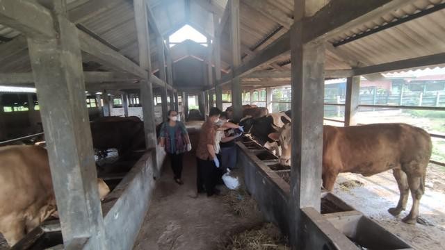Petugas saat mengecek kesehatan sapi di Rumah Pemotongan Hewan Penggaron Kota Semarang, Kamis (12/5/2022). Foto: Intan Alliva Khansa/kumparan