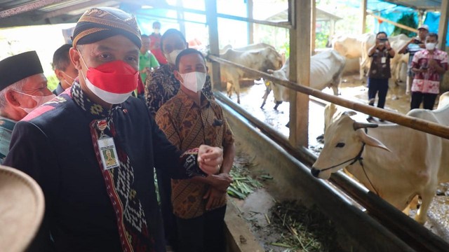 Gubernur Jateng Ganjar Pranowo saat meninjau hasil bantuan paket ternak sapi di Kelompok Tani-Ternak Guyub Rukun, Desa Sumanding, Kecamatan Kembang, Kabupaten Jepara, Kamis (12/5/2022). Foto: Pemprov Jateng