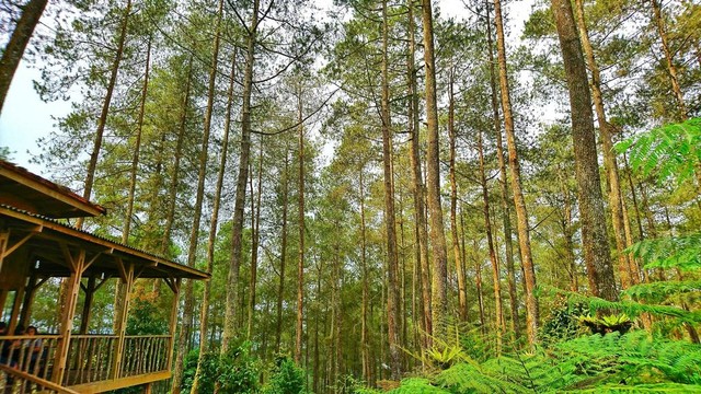 Dusun Bambu Lembang Buka Jam Berapa?, Foto: Unsplash/Bimo Prasetyo 