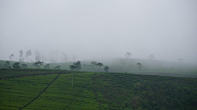 Objek Wisata Brebes yang Paling Hits dan Instagramable, Foto: Unsplash/Sandal Jepit 