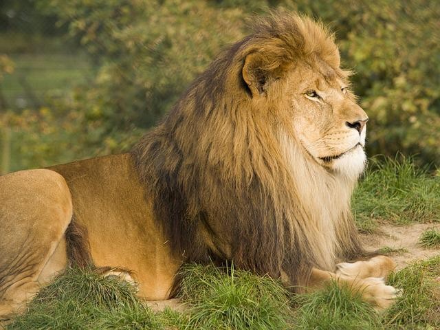 Ilustrasi Lion King. Foto: pixabay.com