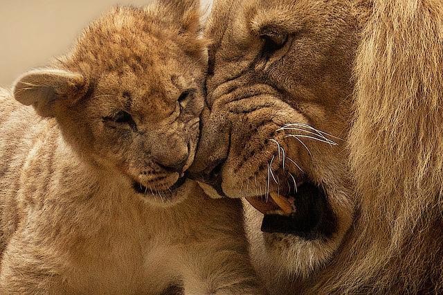 Ilustrasi Lion King. Foto: pixabay.com