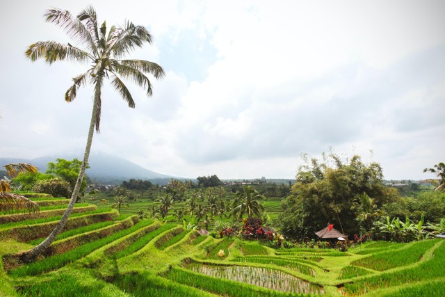 Tempat Wisata di Ubud yang lagi Hits, Foto: Pexels/Julien Pannetier