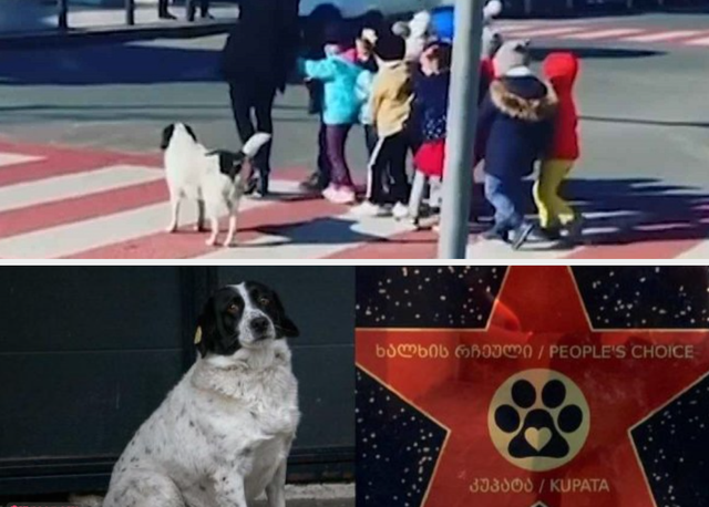 Kupata, anjing liar yang bantu anak-anak di Georgia menyeberang jalan. Foto: istimewa.