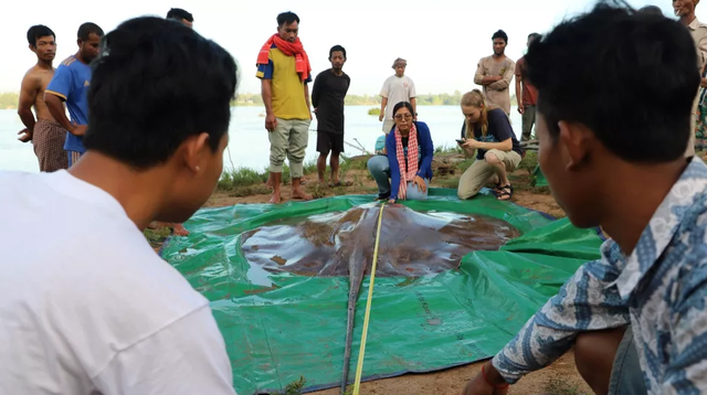 Nelayan Berhasil Tangkap Ikan Pari Air Tawar Raksasa, Beratnya Capai 180 Kg (51217)