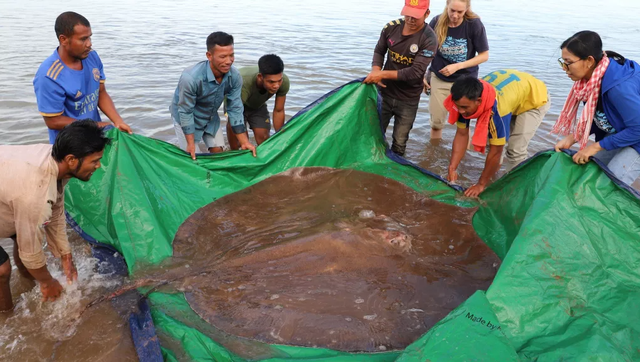 Wujud ikan pari raksasa yang ditemukan di Kamboja.  Foto: Wonders of the Mekong project