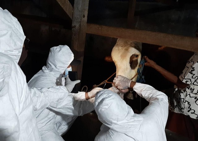 Petugas Kesehatan Hewan DPKH Kobar saat mengambil sampel ternak sapi. Foto: DPKH Kobar