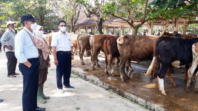 Pemkab Sleman meninjau hewan ternak di wilayahnya, mengantisipasi Penyakit Mulut dan Kuku (PMK). Foto: Pemkab Sleman