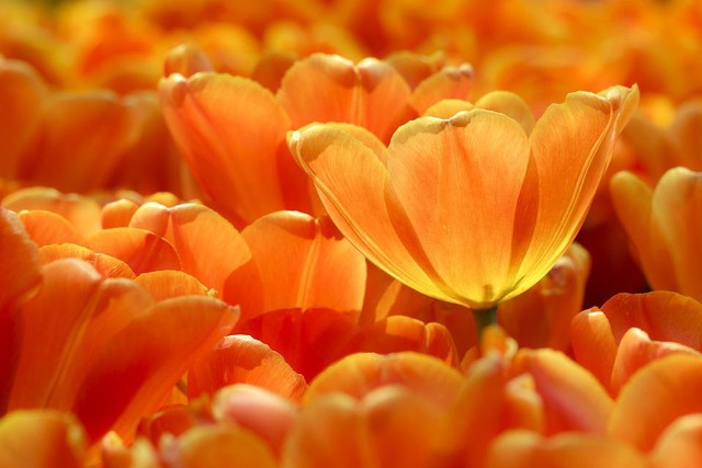 Inspirasi Warna Orange. (Foto: Pkong88 by https://pixabay.com)